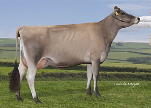  Quintrell Cobalt Garland